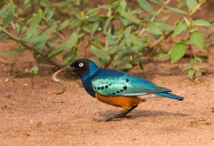 Superb Starling