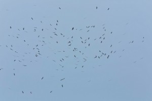 A mass of White Storks circling above us