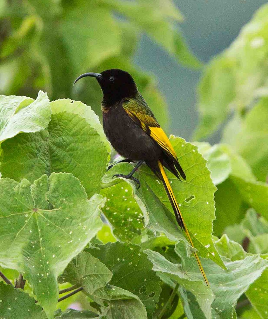 Golden-winged Sunbird