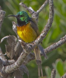 Orange-breasted Sunbird, Cape Town