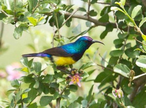 Variable Sunbird