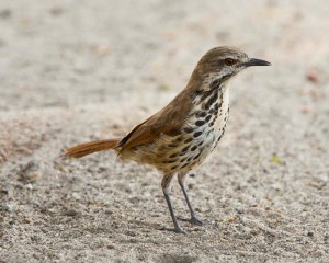 Spotted Morning Thrush