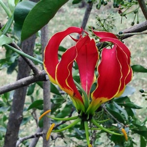 A vibrant Tiger (Flame) Lily