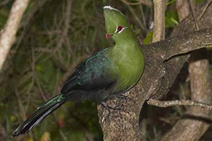 Knysna Turaco
