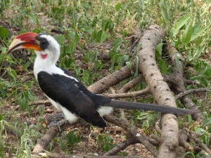 Von der Decken's Hornbill