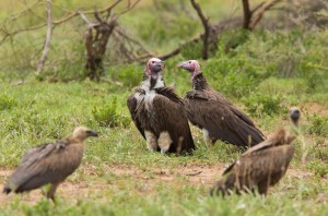 Lappet-faced Vultures