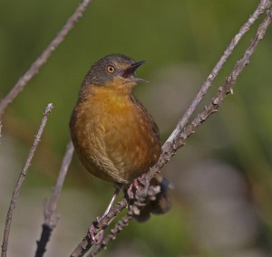 Warbler, Victorin's 641 Rooi Els _MG_2239 w600