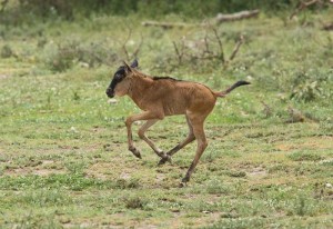 Gambolling Wildebeest Calf