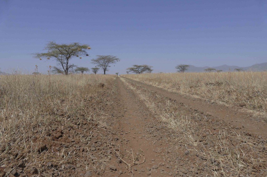 Habitat for William's Lark - Shaba Reserve 