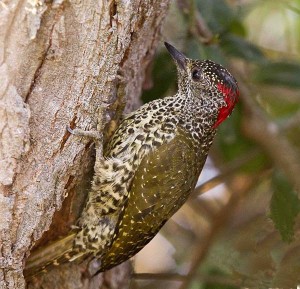 Knysna Woodpecker, female